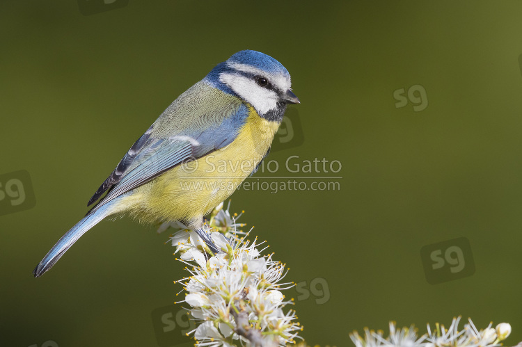 Eurasian Blue Tit, adult perched on a blackthorn in bloom